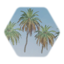 Robelini Pygmy Palm Tree