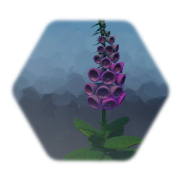 Foxglove
