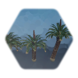 Sago Palm