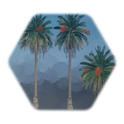 Canary Island Date Palm Tree