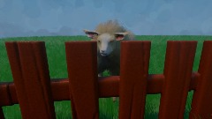 Sheep and Gates