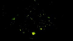 -Wave Song-Animation et Vitrine