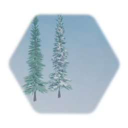 Blue Spruce