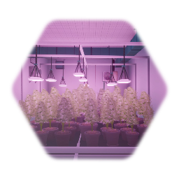 Weed Plantage Grow Room (Dreams Kush 420)