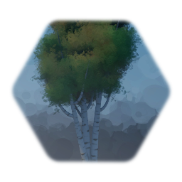 Birch Tree