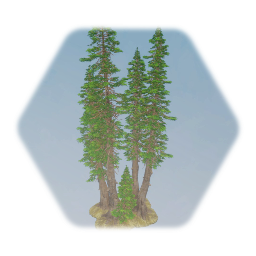 Old Growth Cedar Tree Cluster