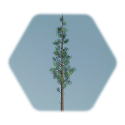 Tall Tree