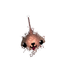 ITOBear_