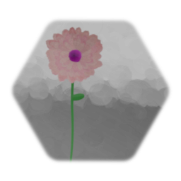 Chrysanthemum morifolium