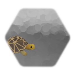 Indian Star Tortoise