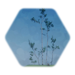 Trembling Aspen - Deciduous tree