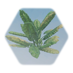 Tropical Plant