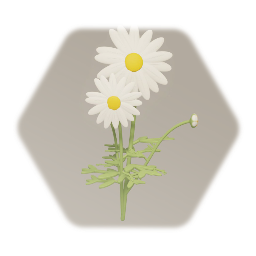 Daisies