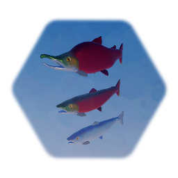 Sockeye Salmon