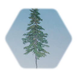 Sitka Spruce Tree