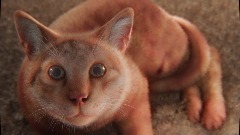 It' a cat
