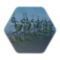 Corn Stalks