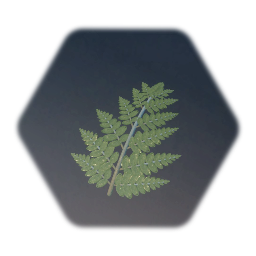 Lady Fern Leaf 01