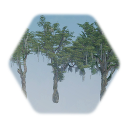 Southern Live oak Tree