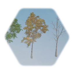 London Plane Tree (American Sycamore )