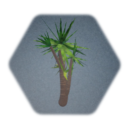 Yucca Plant