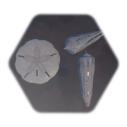 Shells, Olive and Sand Dollar