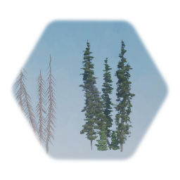 Engelman Spruce TREE background