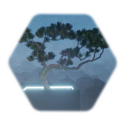 Bonsai Japanese BlackPine Tree
