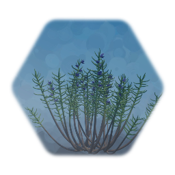Rosemary Plant