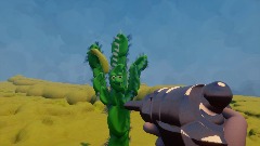 Cactus hunting