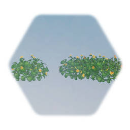 Marsh Marigold Flower