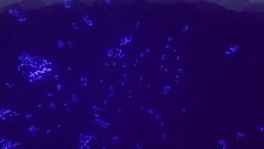 Ultimate Magnum  Entity Experience