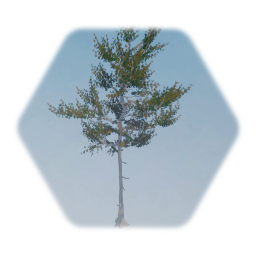 Painted White pine tree