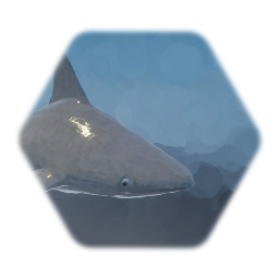 Rigged Shark