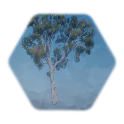 Red Gum/ California Eucalyptus