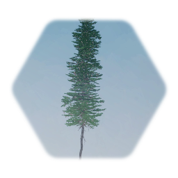 Blue Spruce Tree