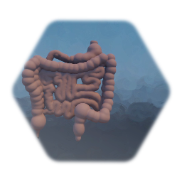 Intestines