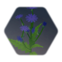 Flower - Chicory 2