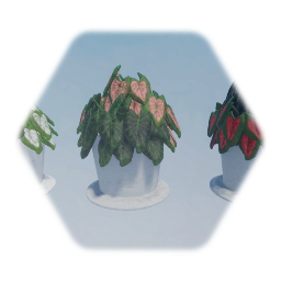 Caladium Potted Plants