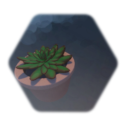 Abby's echeveria succulent