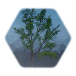 Trees & Palms of Florida