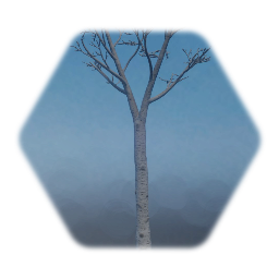 Small Birch - leafless