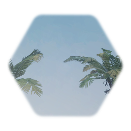 Dwarf Arenga/Sugar Palm Tree