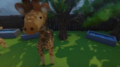 Zoo-Giraffe