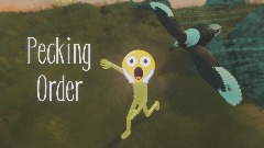 Pecking Order