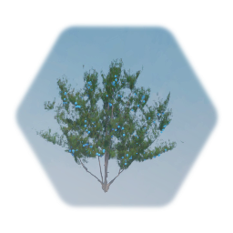 Common Juniper Tree