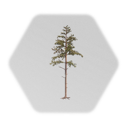 Pine tree 1% (old)