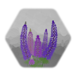 Lupins