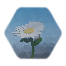 Daisy flower