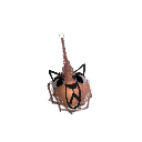 xenon_Sy